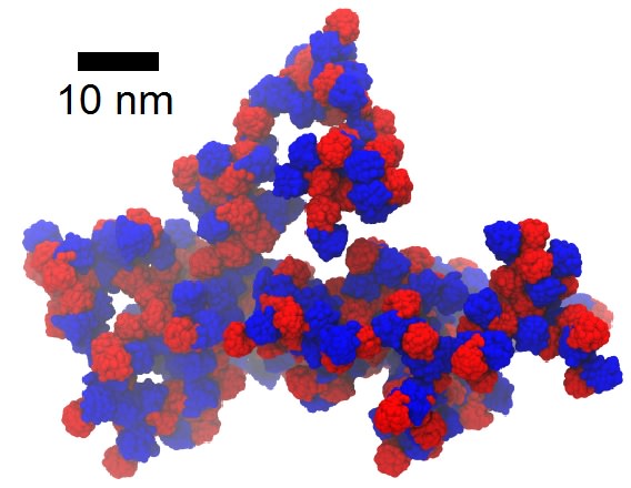 Computational model of an aggregate formed by the congenital cataract-related W42R mutant of human gD-crystallin in a solution at 220 g/L concentration. The N-terminal domains are colored red and the C-terminal domains blue. The aggregates formed by the W42R mutant display enhanced interprotein contacts involving the N-terminal domain, where the mutation is located, vs. the wild-type protein, which displays primarily non-specific interactions at the same concentration.