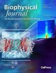 Voltage-Dependent Profile Structures of a Voltage-Gated K+ Channel