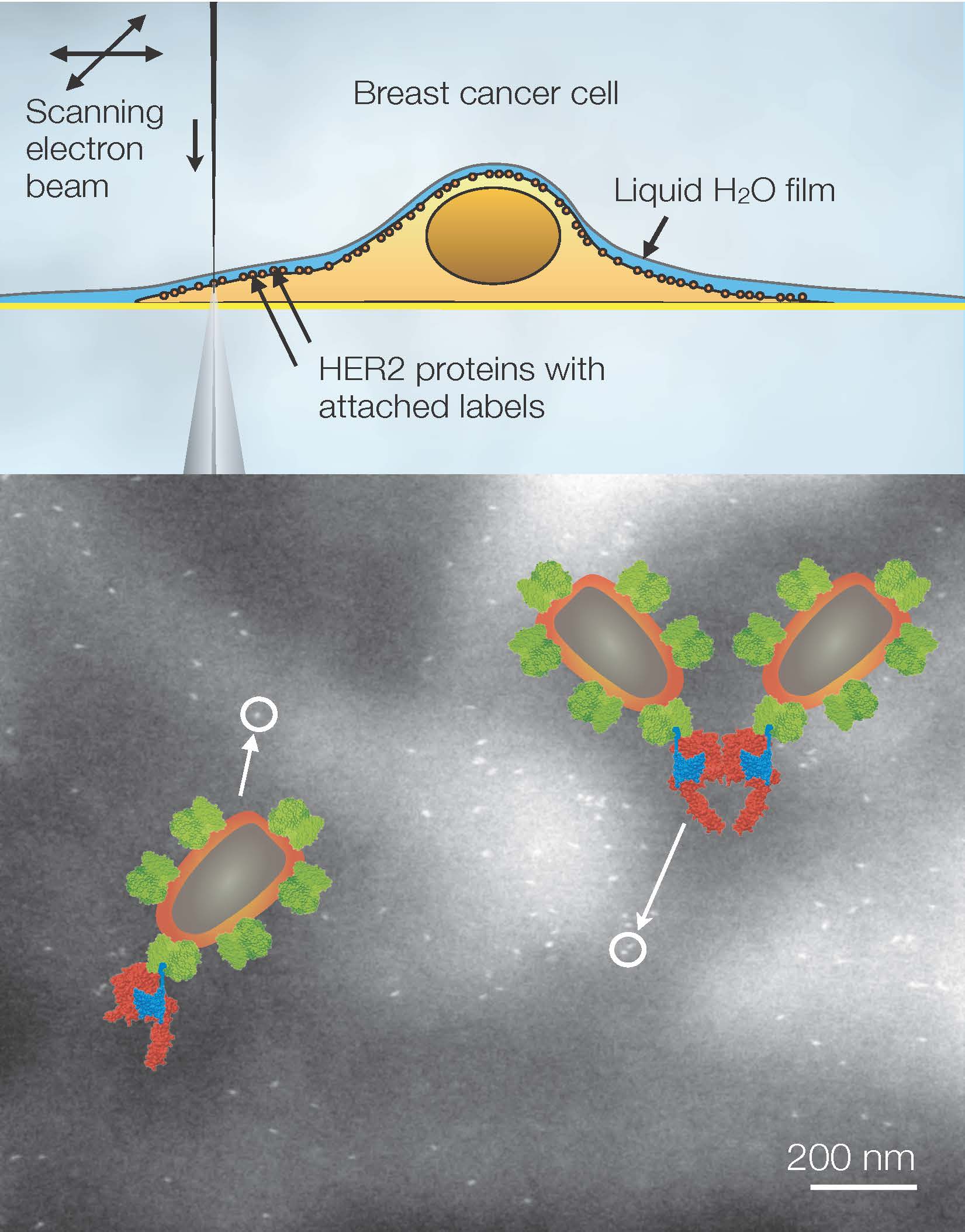 Liquid-phase electron microscopy of HER2 membrane proteins in breast cancer cells. (Top) Principle of operation via scanning an electron beam over a cell grown on a thin supporting membrane. The cell is covered below a thin water film. Contrast is obtained on nanoparticle protein labels. (Bottom) Image showing the locations of individual nanoparticle labels attached to HER2 receptors visible as the bright spots. Signaling-active dimers (pairs) are visible as well as inactive monomers (e.g., at the arrowheads). The overlay shows molecular models of HER2 monomer and dimer with labels. Modified from Sci. Adv. 1:e1500165, 2015.