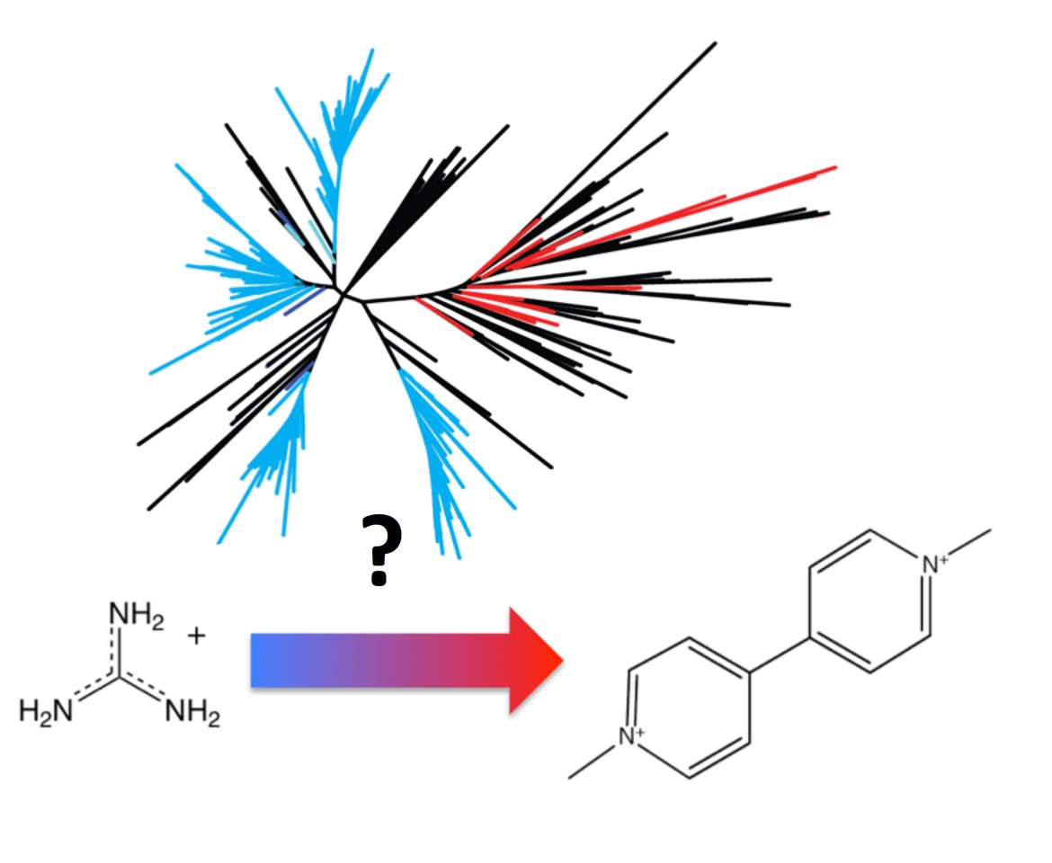 Fig. 1. Phylogeny of the small multidrug resistance (SMR) family of transporters shows two mechanistic subtypes: exporters of metabolic guanindium ion (blue) and drug exporters (red) (Proc. Natl. Acad. Sci., 2018, 115:3060). (Credit: Randy Stockbridge).