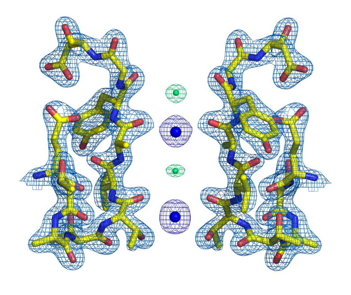 Fig. 3. Ions and water occupy potassium channel selectivity filters simultaneously in a G77A mutant, with K+ ions bound in the 2,4 configuration (Proc. Natl. Acad. Sci., 2019, 116:16829). (Credit: Luis Cuello).
