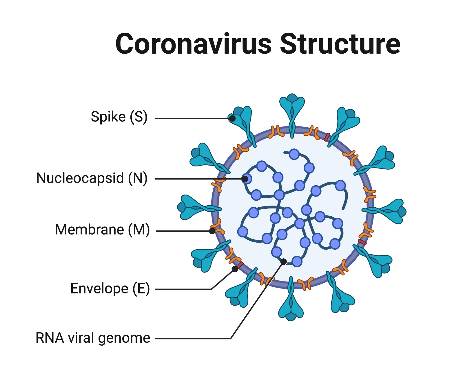 Coronavirus Structure, Vaccine and Therapy Development