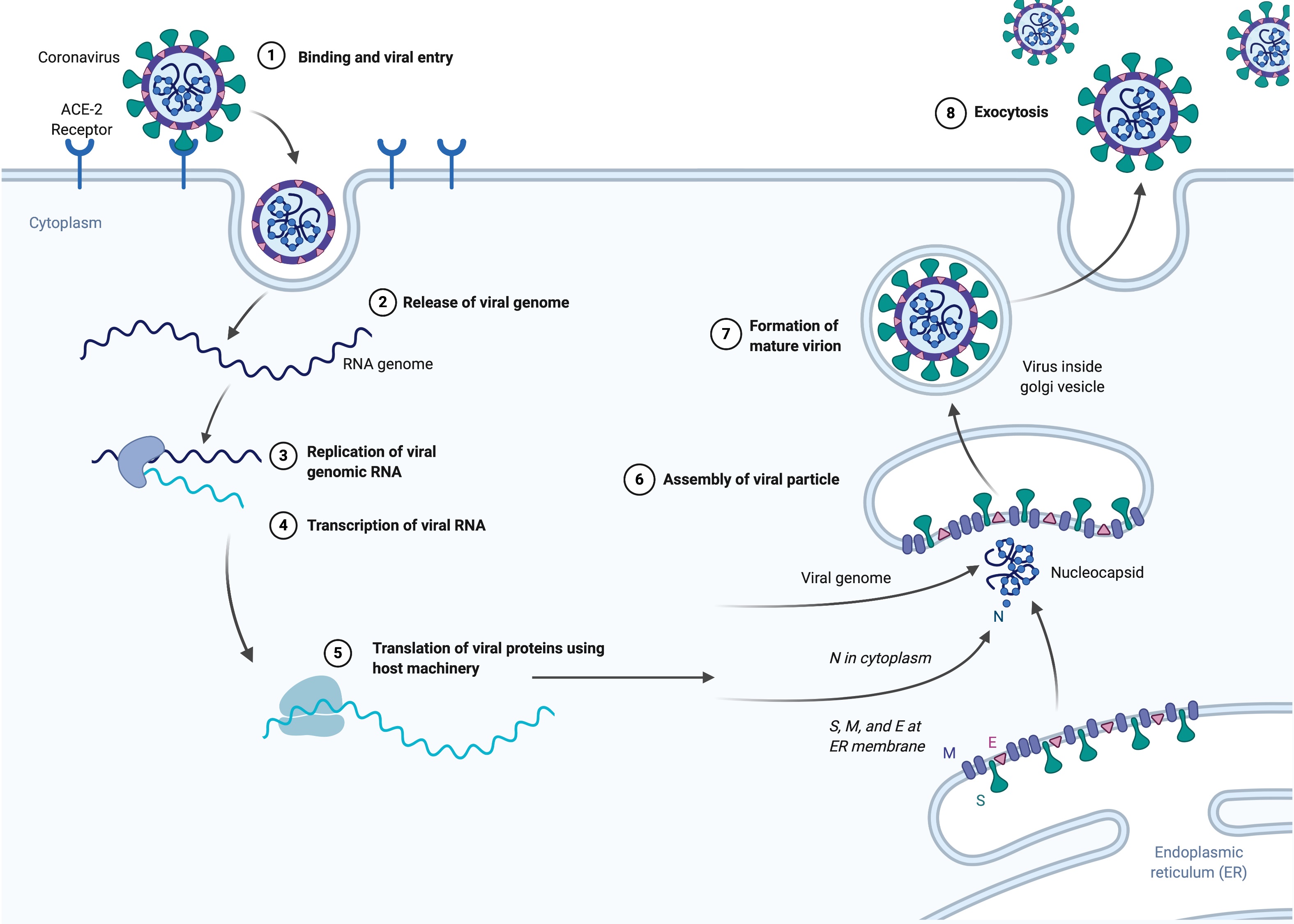 Science ArticlesCoronavirus Structure, Vaccine and Therapy Development1 comments on article "Coronavirus Structure, Vaccine and Therapy Development"