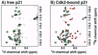 The experiment Richard was told wouldn’t work. The 1H-15N HSQC NMR spectra for 15N labeled p21 in the free state (A) and in the Cdk2-bound state (B). Green boxes denote resonances present in both spectra. Red circled resonances are unique to the Cdk2 bound form of p21. The displacement of these resonances from the center of the spectrum was a clear hallmark of folding-on-binding. (Reprinted from figure 5 in Kriwacki et al. (1) Copyright 1996, National Academy of Sciences) 