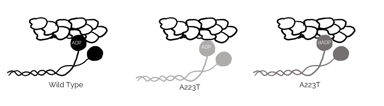 Wild type myosin binds actin when complexed with ADP. A mutant, A223T myosin interacts with actin only loosely when in complex with ADP, but with dADP, it can interact more strongly as the wild type does.