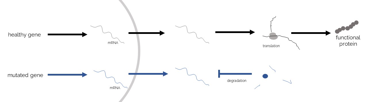 Healthy genes are transcribed and translated, resulting in a functional protein. Mutated genes are also transcribed, but the resulting mRNA can be degraded.