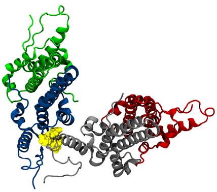 A known CAM (GLS4; yellow) bound to the HBV Cp tetramer.