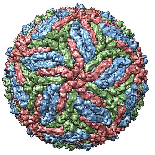 Cryo EM structure of Zika Virus [1]