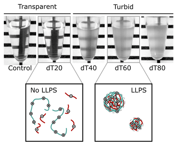 Figure 1. Length-dependent liquid-liquid phase separation of poly(dT) of various lengths in the presence of poly-L-lysine as oppositely charged polyelectrolytes. Long poly(dT) (>40 nt) leads to turbid and robustly phase-separating solutions, whereas solutions with short poly(dT) (<40 nt) are transparent and do not phase separate.