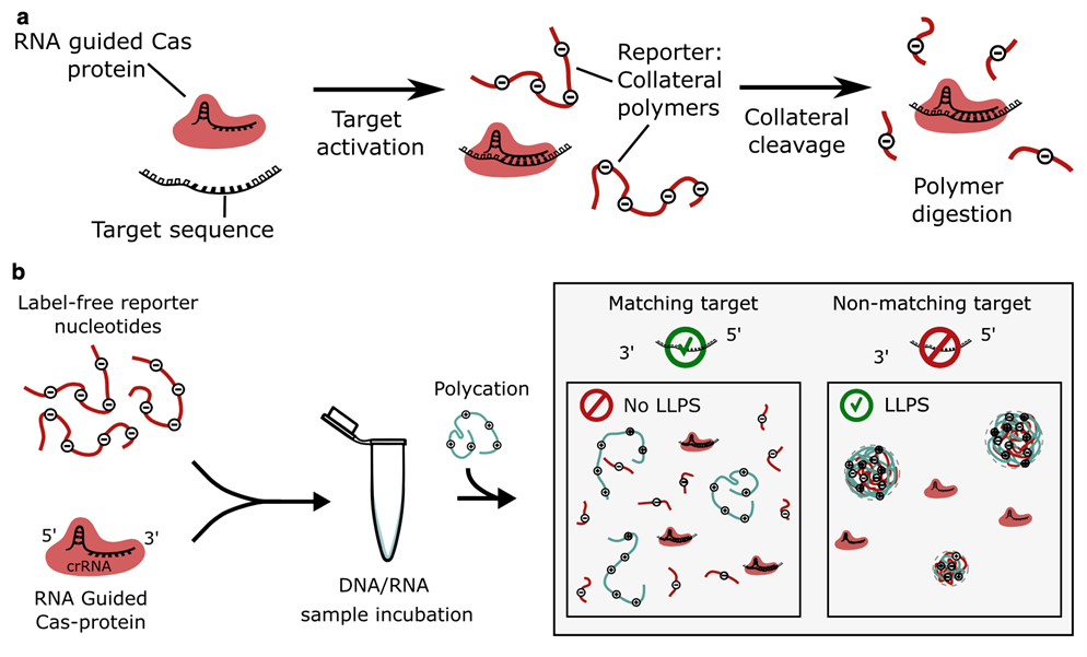 Figure 2. CRISPR-based detection of nucleic acid biomarkers. (a) Target-activated, RNA-guided Cas proteins digest collateral nucleic acid polymers such as poly(dT) and poly(U) through nonspecific cleavage activity. (b) DNA/RNA detection assay using LLPS: RNA-guided endonuclease and collateral polymers are incubated with a sample. After incubation, the mixture is complemented with a suitable polycation to induce phase separation. In the presence of a matching target, the poly-T or poly-U are degraded, resulting in a transparent solution (no LLPS). In the absence of target, the mixture turns turbid due to LLPS of poly-T or poly-U and the polycation.