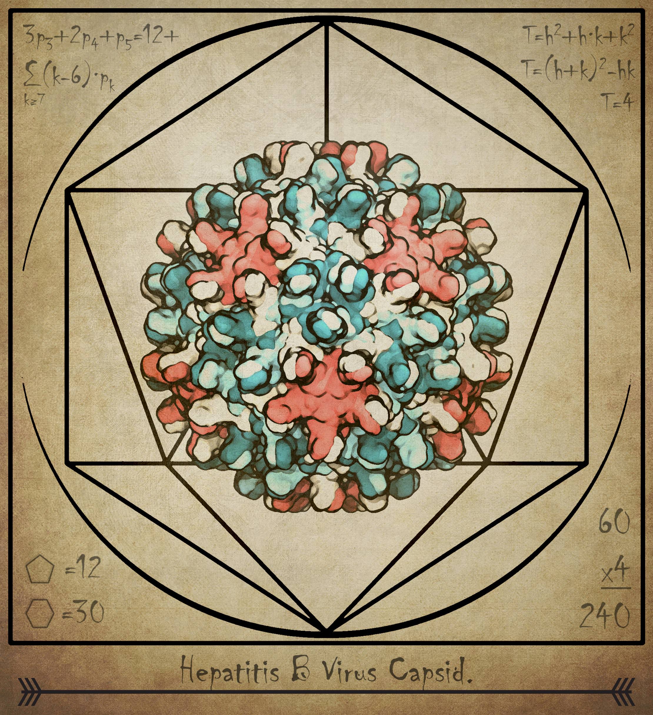 Hadden's artistic depiction of the hepatitis B capsid