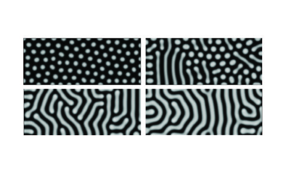 Computer simulations of Turing’s model produces a bewildering array of patterns, including spots and stripes.