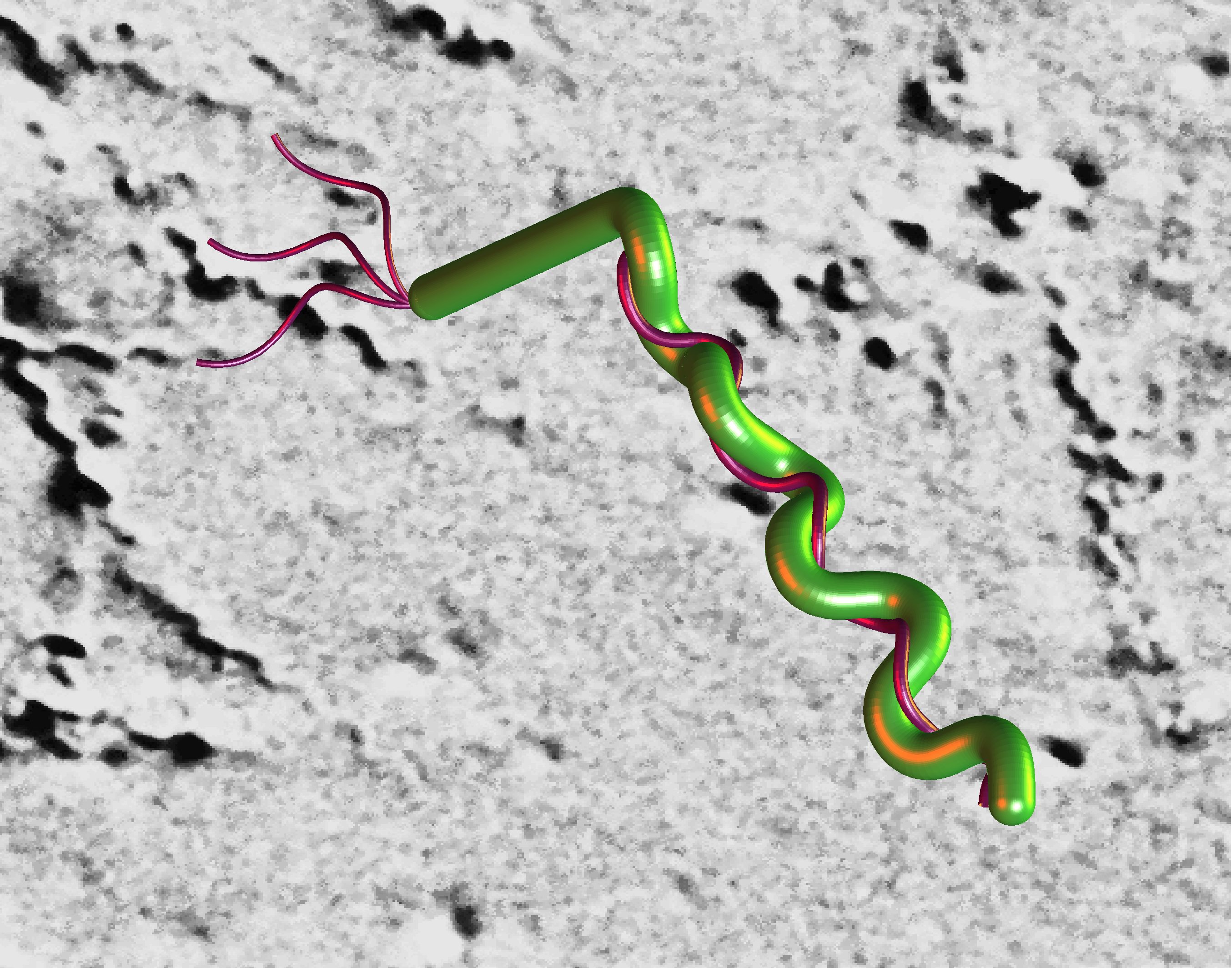 This cartoon schematic shows the basic structure of these bacteria. The cell body is green and the helical filaments (flagella) are shown in purple. There are 7-11 flagella per cell end and they are anchored to tiny rotary motors. If you were to peel the flagella away from the cell body, the cell would straighten (as shown on the left side of the schematic).