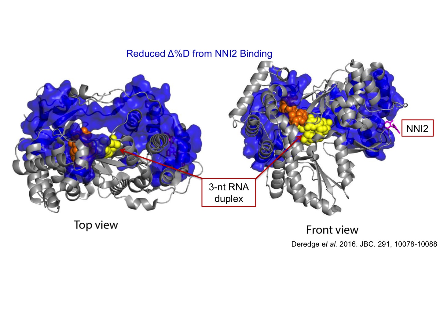 Peptic fragments resulted in significant decrease in HDX upon NNI2 (magenta sticks) binding are shown in dark blue. Rigidification of a large network of enzyme dynamics was observed starting from inhibitor binding site throughout the protein, especially surrounding the enzyme active site, suggesting a long range allosteric effect from inhibitor binding on NS5B conformational change.