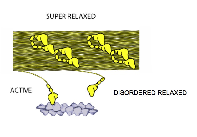 This cartoon shows the 3 states of myosin. In the active state the myosin head is attached to the actin filament producing force and motility. In the super relaxed state, shown above, myosin heads are bound to the core of the thick filament, where they have a very low ATPase activity. In the disordered relaxed state myosin heads extend away from the core of the thick filament where they have a much higher ATPase activity and are available for binding to actin.