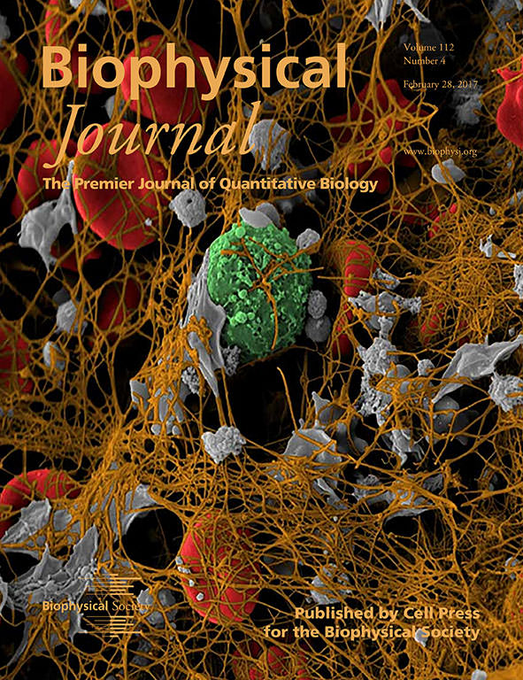 This recent cover of Biophysical Journal shows Tutwiler, Wang, Litvinov, Weisel, and Shenoy's image of a colorized scanning electron microscope image of a coronary artery thrombus extracted from a heart attack patient.