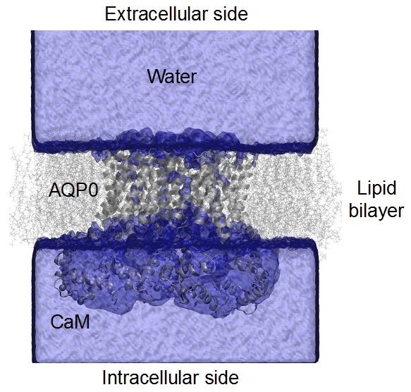 All-atom model of AQP0 tetramer embedded in a hydrated lipid bilayer and complexed with two CaM molecules. Reference: S. L. Reichow, D. Clemens, J. A. Freites, K. L. Németh-Cahalan, M. Heyden, D. J. Tobias, J. E. Hall, and T. Gonen, Allosteric mechanism of water-channel gating by Ca2+–calmodulin, Nat. Struct. Molec. Biol. 20, 1085-1092 (2013).