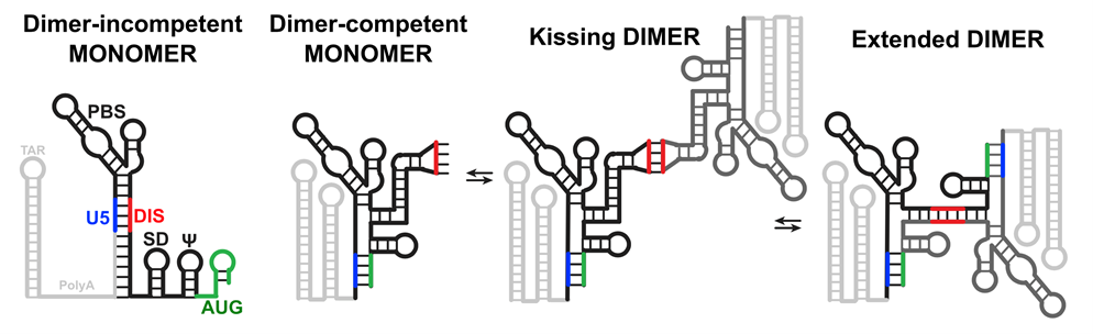 The DIS sequence mediates 5'-UTR dimer stability. The illustration shows a model of monomeric and dimeric 5'-UTR conformations. Key structural elements of the 5'-UTR are labeled. The TAR and PolyA hairpins (light gray) are not present in the NL4.3 and MAL UTR constructs. The figure also shows different conformations of the 5'-UTR. In the dimer-incompetent monomer conformation, the DIS loop (red) is sequestered through base pairing with U5 (blue). In the dimer-competent monomer conformation, the AUG hairpin (green) unfolds and base-pairs with U5, displacing the DIS. The DIS is then exposed and capable of intermolecular base pairing with the DIS of another 5'-UTR, forming the kissing dimer. Unfolding of the DIS hairpins and extension of the intermolecular interface give rise to the extended-dimer conformation.