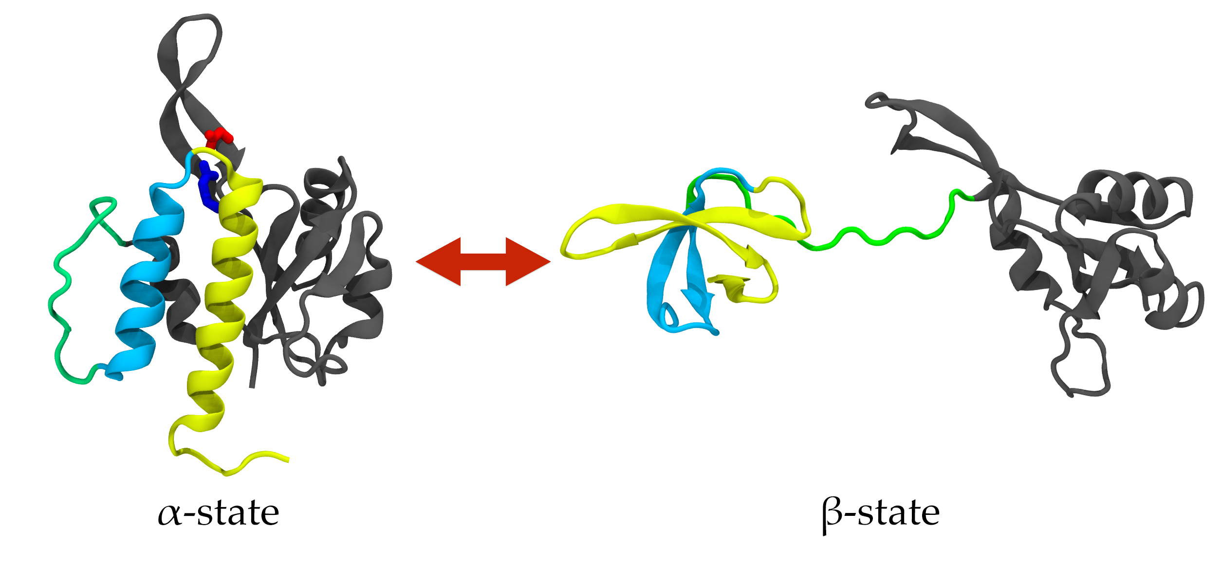 Image 1: The metamorphic protein RfaH can reversibly transition between the autoinhibited state (left) and active state (right). In this cartoon, the N-terminal domain of the protein is colored dark gray, the C-terminal domain is yellow and cyan, and the linker connecting the domains is green.  