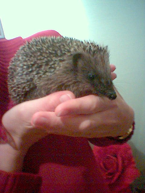 One of Ulrich's hedgehods, Hagrid.