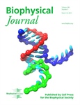 Coarse-Grained Model of RNA Provides Insight into RNA Strand Displacement Reaction