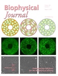 Cell Arrangement and Polarization are Guided by the In-plane Stresses