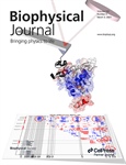 Investigating Protein Dynamics