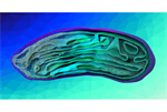 The Art of Science: A mitochondrion under the computational microscope
