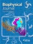 Molecular Dynamics Simulations Suggest a Blueprint for Piezo1 Channel Activation Under Mechanical Tension