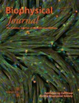 Parquets of Cardiac Tissues and the Developed Force
