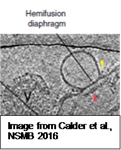 Membrane tethering and hemifusion-open questions and speculations from anonymous dreamers