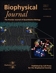 Probing Water and DMSO near Lipid Membrane Surfaces