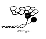 BPS2022 Top 5: Muscle Biophysics