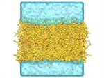 Biphasic System of Triglycerides in Water for Calculating Interfacial Tension with Molecular Dynamics Simulations