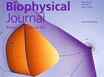 Call of Duty: Unraveling the Role of Myosin Duty Ratio in Growing Self-Sustaining Forces within Focal Adhesions