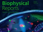 Cytosolic Dynamics of Peroxisomal Import Receptor PEX5 via Fluorescence Correlation Spectroscopy (FCS) and Stimulated Emission Depletion-FCS