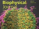Wrap, Pack, Release: Phase Transition of mRNA Lipid Nanoparticles Under the Computational Microscope