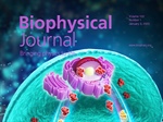 A Mechanosensing Pathway from Cell Adhesion to Nucleus