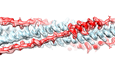 Weaponizing Part of the SARS-CoV-2 Spike Protein Against Itself to Prevent Infection