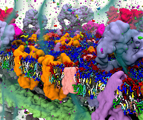 Figure 1: Computational model of a cell membrane. 