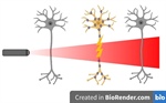 Optogenetics: Using Light to Modulate and Understand Brain Function