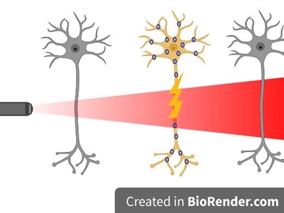 Optogenetics: Using Light to Modulate and Understand Brain Function