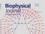 A Conformational Dance That Reveals the Intermediate States in the Peptide-Loading Process During an Immune Response