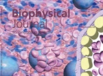 Filtration Function of the Spleen