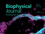 Quantifying Subcellular Membrane Shape with Localizations