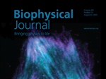 Disulfides Hold the Key for a Protein to Fold, Refold, and Misfold