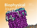 Membrane Cholesterol Lowers the Free Energy for Bacterial Toxin Protein Pore Formation