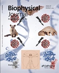 Biophysical Evolution of Coronaviruses