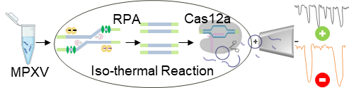 Faster Monkeypox (mpox) Testing Through CRISPR