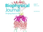 “How Fast I Move in Solution Reveals My Conformations!” Says an Intrinsically Disordered Protein